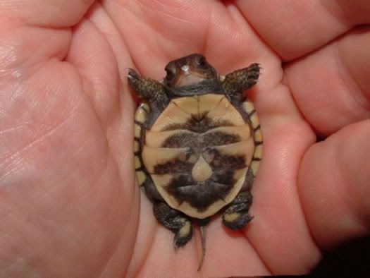 tiny baby turtle