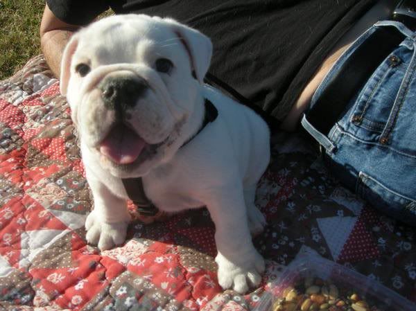 white bulldog puppy