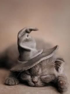 cat wearing witch's hat