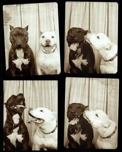 dogs in photobooth