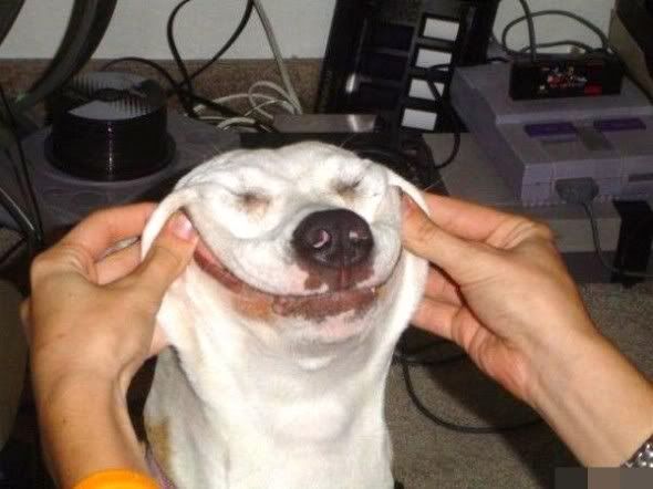 happy dog face