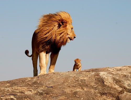 real life lion king