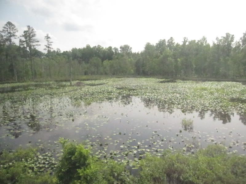 lillypad pond