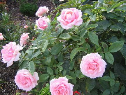 Our Lady of Guadalupe--Floribunda