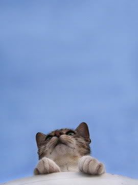 Blue Sky Miayu
