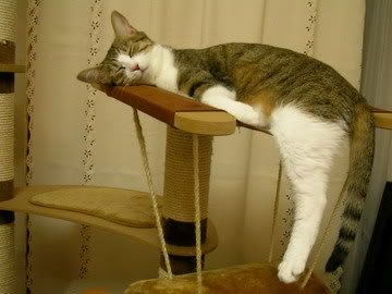 Sleeping Cat Miayu
