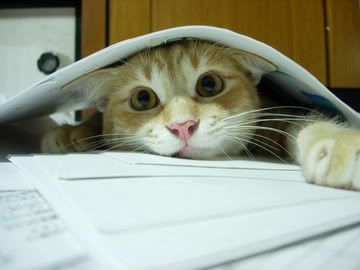 Cat Miayu