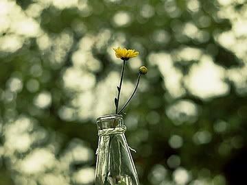 Flower for Birthday Miayu