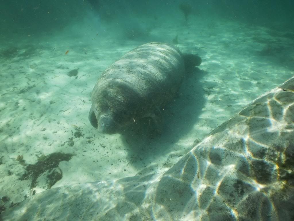 manatee10.jpg