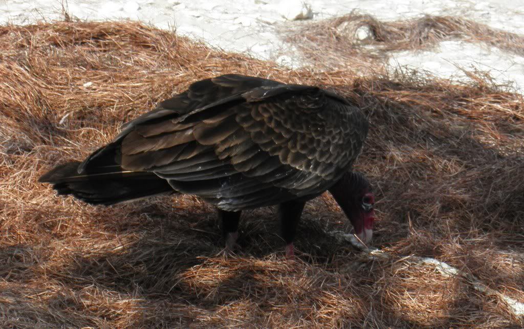 turkey-vulture-1101078.jpg