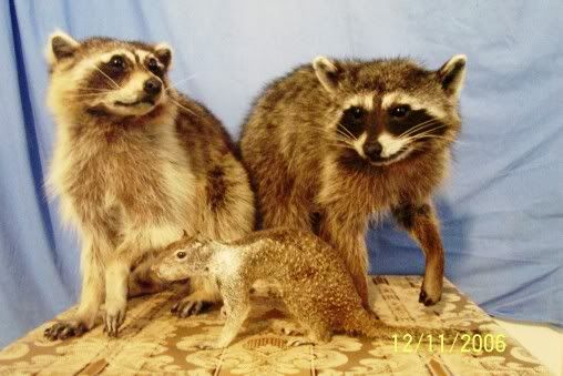 My latest mount - The Great Outdoors