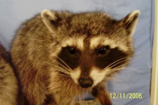 My latest mount - The Great Outdoors