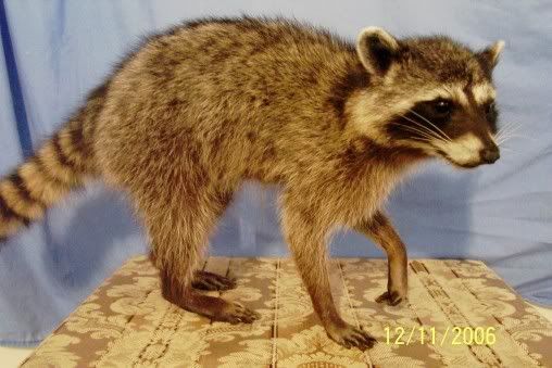 My latest mount - The Great Outdoors