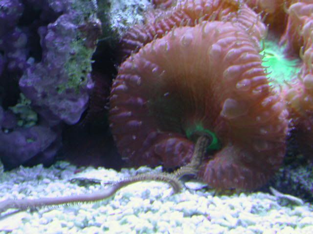 Show Pix Of Your Corals Eating Something - Reef Central Online Community