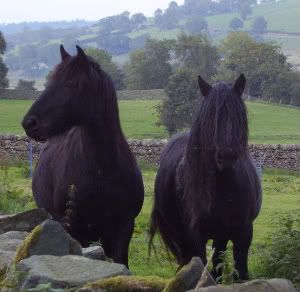 The NEIGH-bours