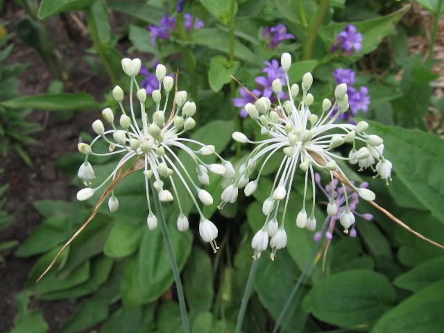 Allium cernuum Nodding Wild Onion Pictures, Images and Photos