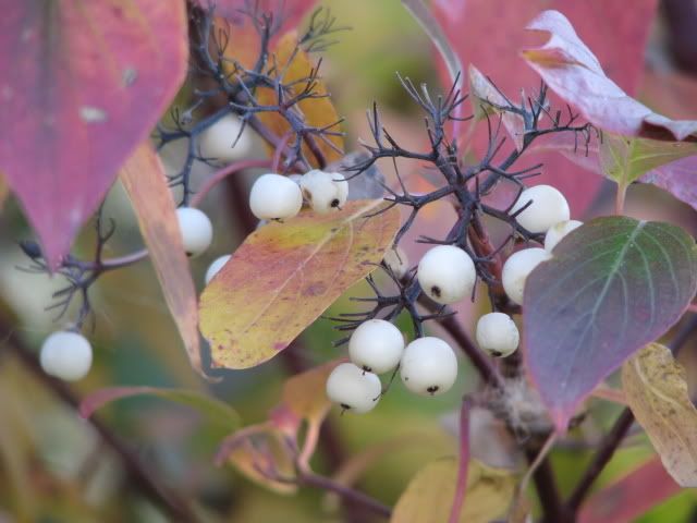 Red+osier+dogwood+berries