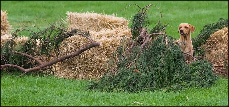 IMAGE: http://img.photobucket.com/albums/v119/Markulous/Domestic%20Animals/4_7944.jpg