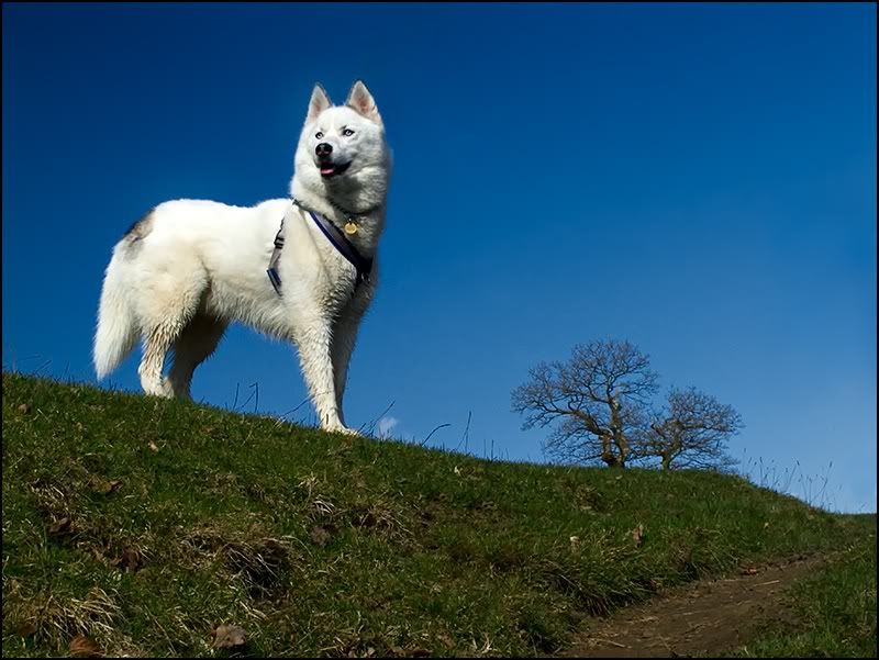 IMAGE: http://img.photobucket.com/albums/v119/Markulous/Domestic%20Animals/IMG_3314.jpg