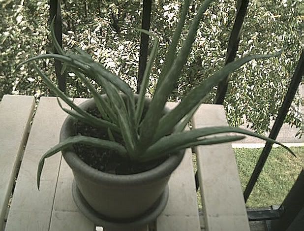 Aloe