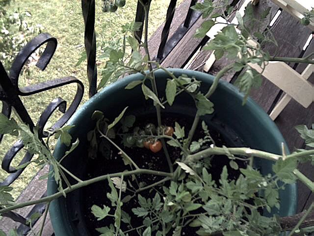 First Tomatoe!
