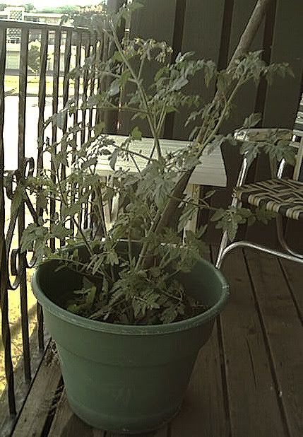 Tomato Plant