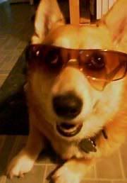 re: Corgi puppies are so cute!