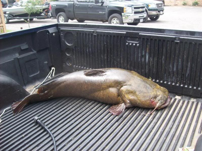 MONSTER catfish caught on Lake fork today! Catfishing Texas Fishing