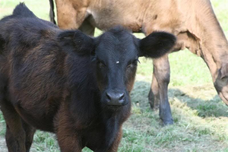 Ok, my calves are spoiled - Cattle