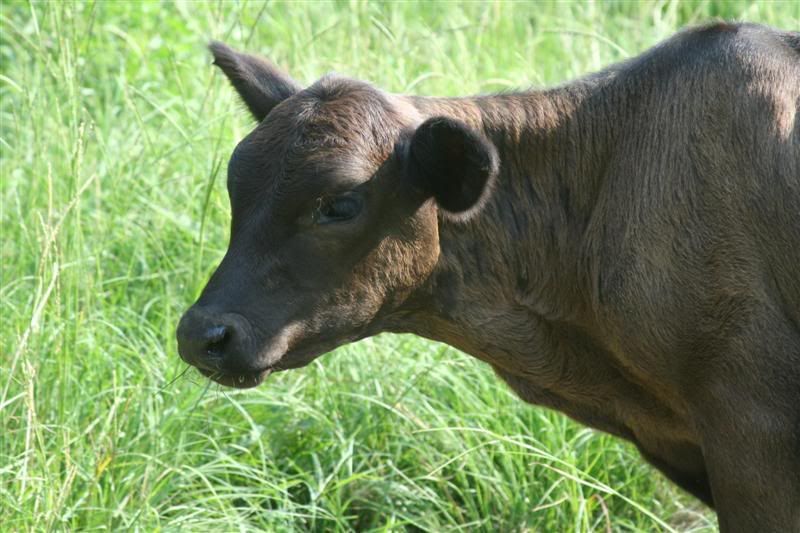 Ok, my calves are spoiled - Cattle