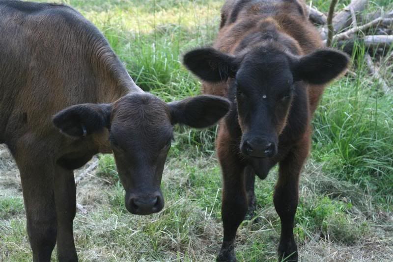 Ok, my calves are spoiled - Cattle