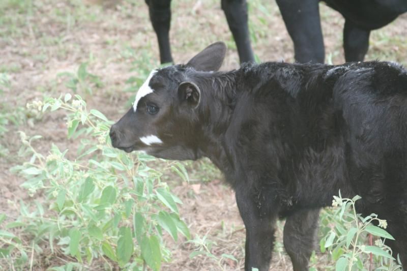 We have babies!  with pictures - Cattle