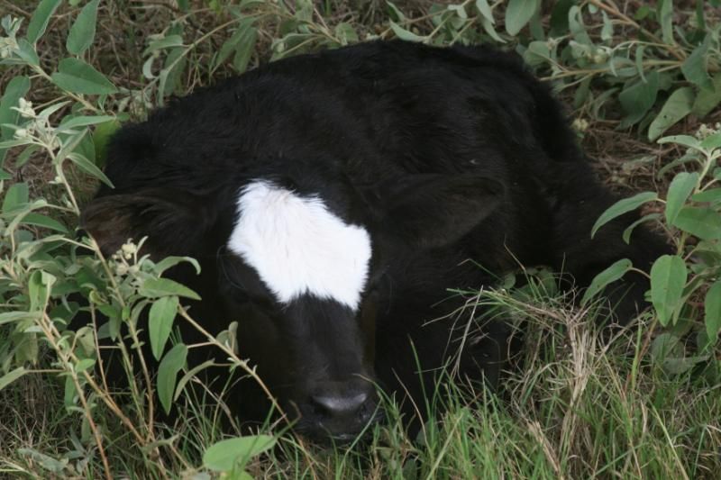 We have babies!  with pictures - Cattle