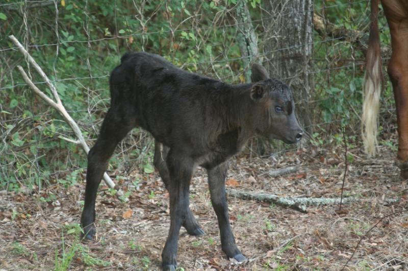 We have babies!  with pictures - Cattle