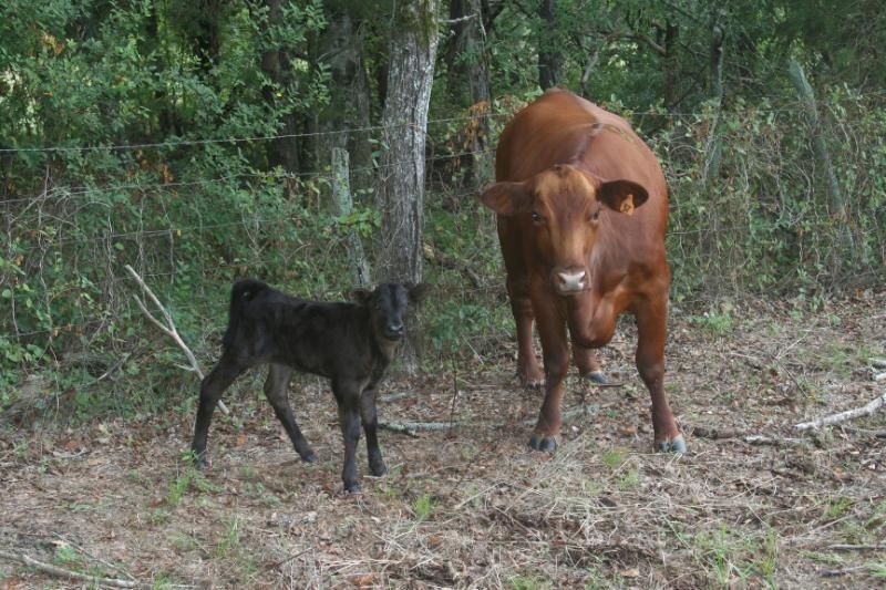 We have babies!  with pictures - Cattle