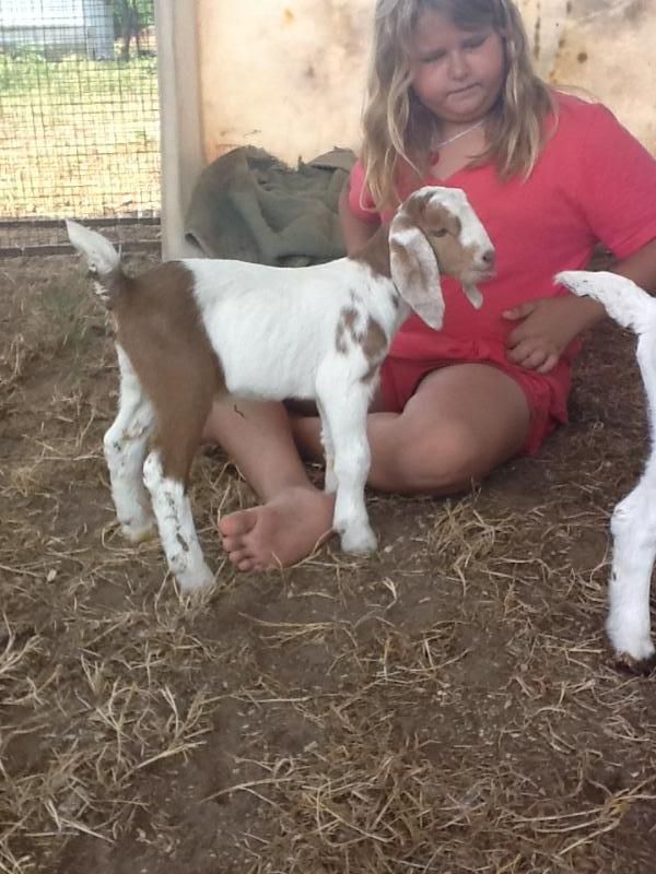 Pics of our bottle babies - Goats