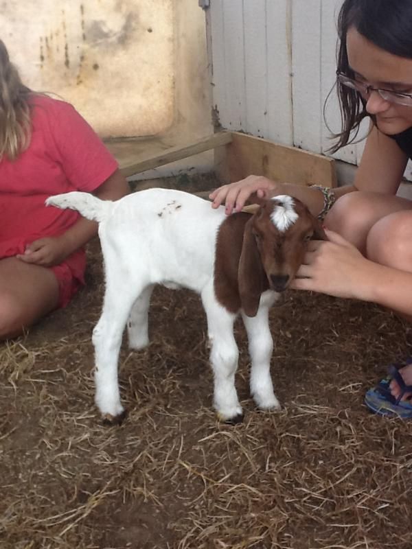 Pics of our bottle babies - Goats
