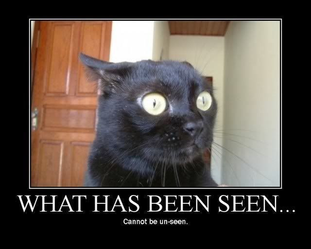 what has been seen lolcat Pictures, Images and Photos