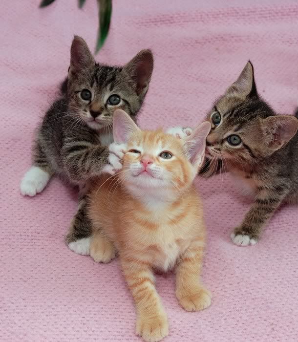 [Image: Kittens_in_play_by_meow15.jpg]