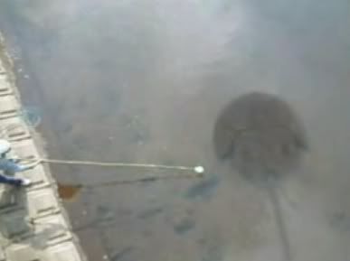 [img width=387 height=289]http://img.photobucket.com/albums/v120/KoNiG/Trilobiet.jpg[/img]