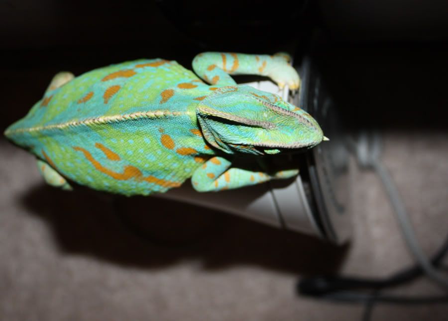 chameleon sleeping on iron chameleon sleeping on iron