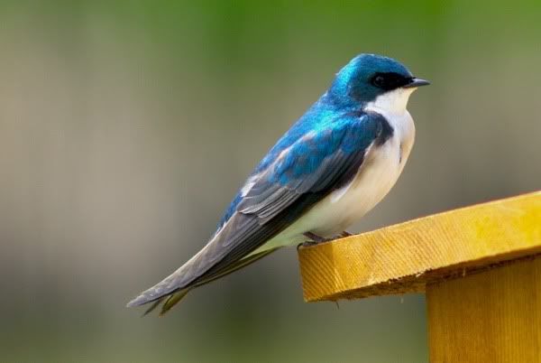 Blue Swallow Bird 32