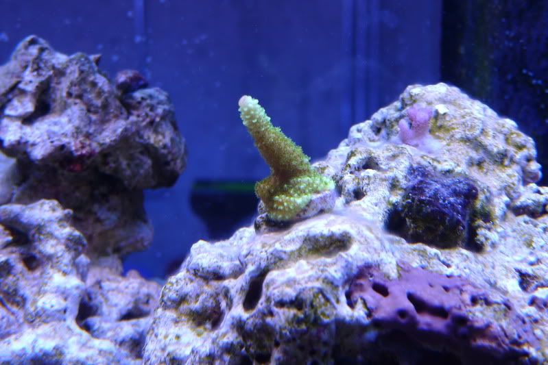 GreenAcro02May2011.jpg