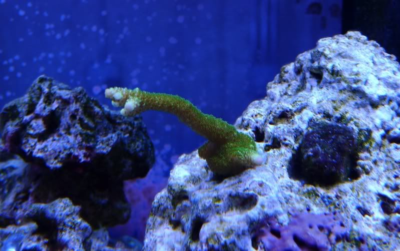 GreenAcro04August2011.jpg