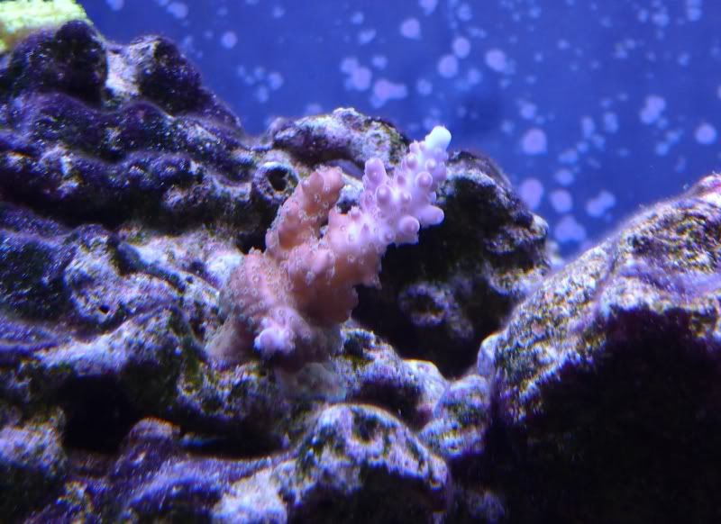 MiscAcro402August2011.jpg