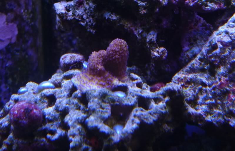 Monti-Pokerstar03August2011.jpg