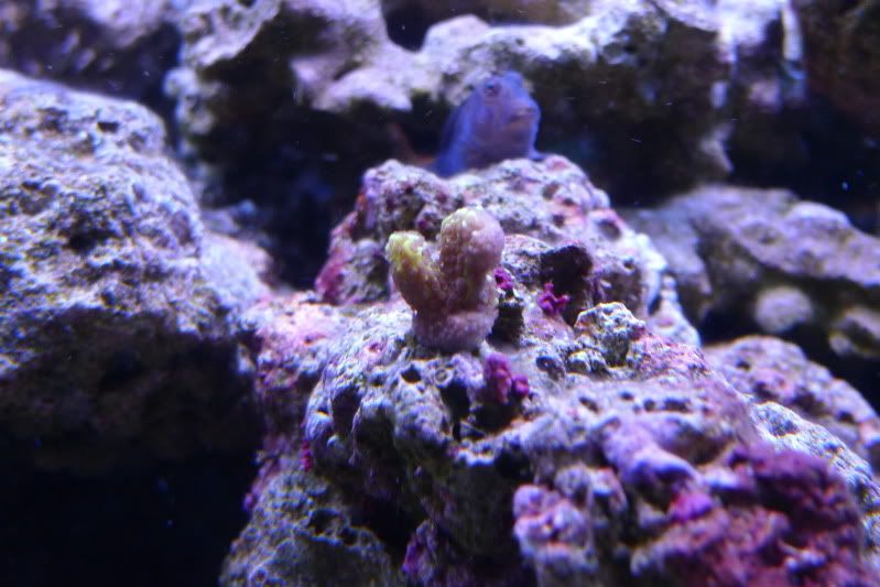 Spongedes01May2011.jpg
