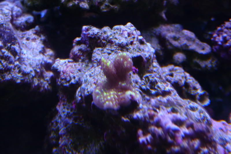Spongedes03August2011.jpg