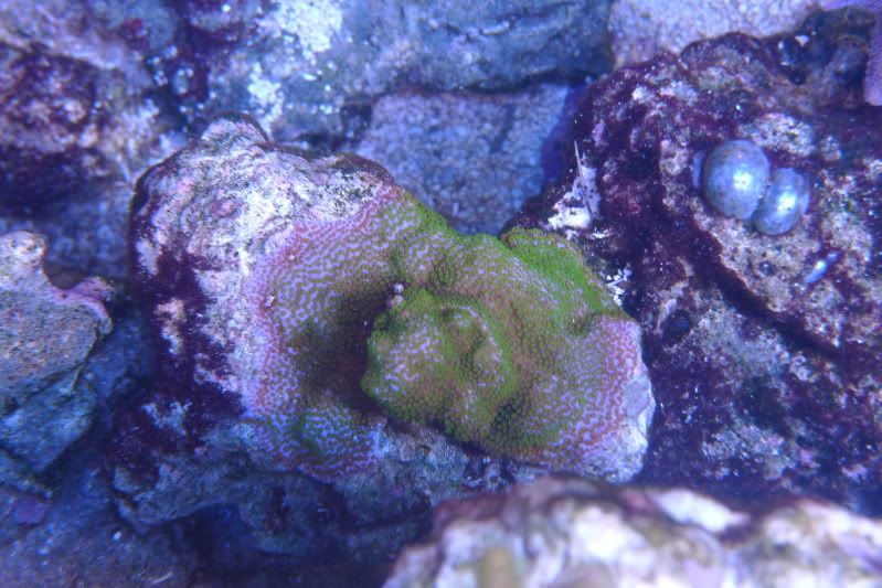 Reef02-26-12015.jpg