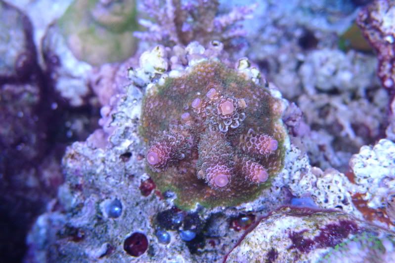 Reef02-26-12031.jpg